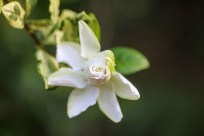 Close-up of white rose