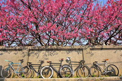 Bicycles parked by bicycle against tree