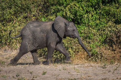 Side view of elephant calf walking in forest