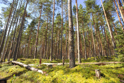 Low angle view of bamboo trees in forest