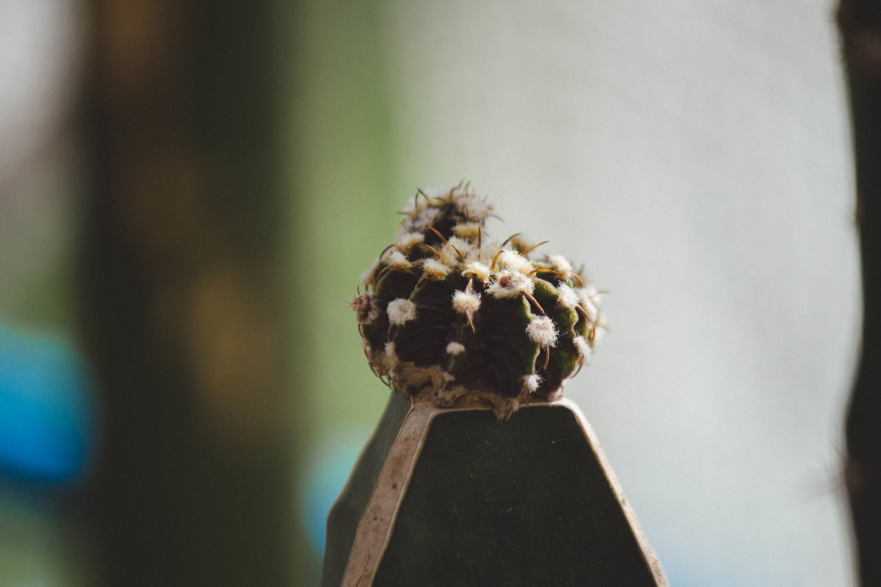 CLOSE-UP OF FLOWERING PLANT