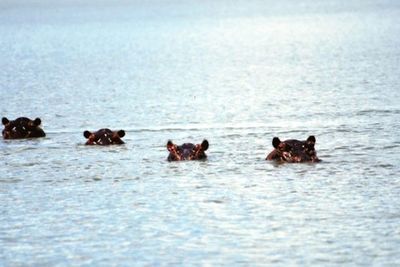 Birds in water