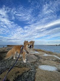 Dog standing on rock by sea against sky