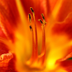 Extreme close-up of orange flower