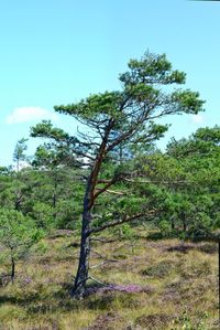 Scenic view of trees growing on field against sky