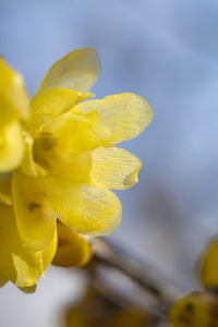 Close-up of yellow flower