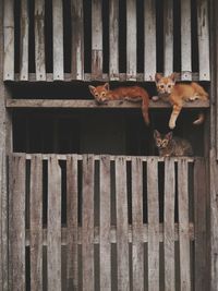 Cute kittens on wooden structure