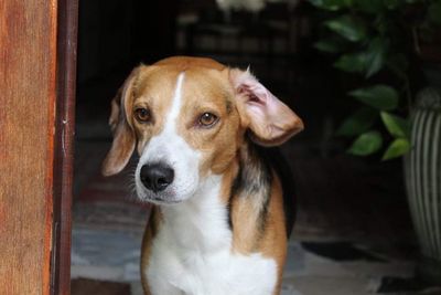 Close-up portrait of a dog