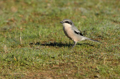 Bird perching on grass