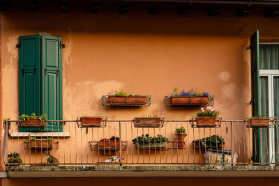 Potted plants on window of building