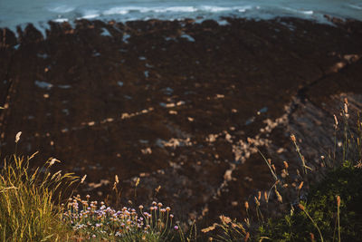 Close-up of rocks on shore