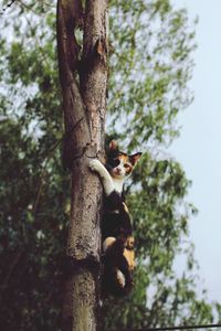 Low angle view of lizard on tree