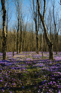 View of flower trees on landscape