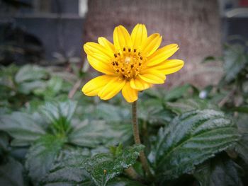 Close-up of yellow flower blooming outdoors