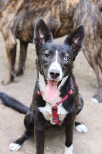 Portrait of dog sticking out tongue outdoors