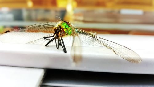 Close-up of dragonfly