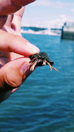 Close-up of a hand holding crab against water