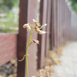 Close-up of flower