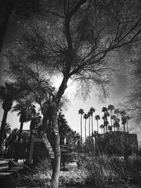 Trees against sky