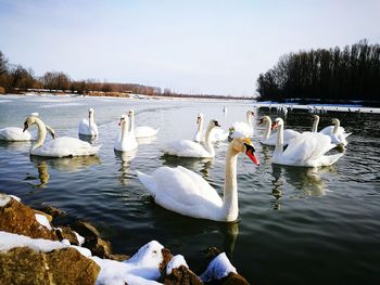 Swans on lake against sky