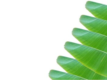 Close-up of leaves against white background