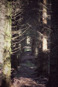 Trees in forest