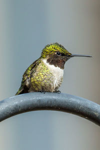 Close-up of bird perching on leaf