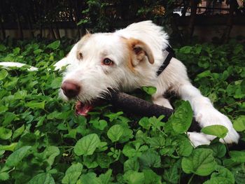 Close-up of dog chewing stick in garden