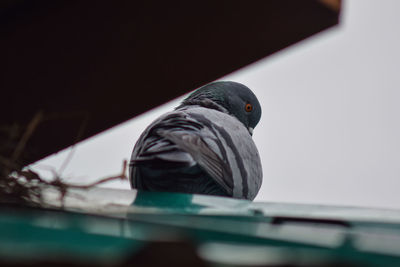 Close-up of pigeon perching