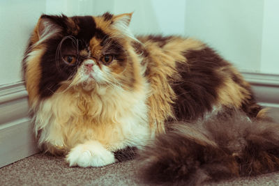 Portrait of a cat looking away