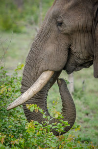 Close-up of elephant on field