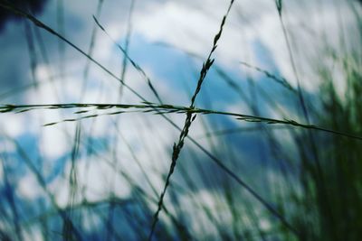 Close-up of plant against sky