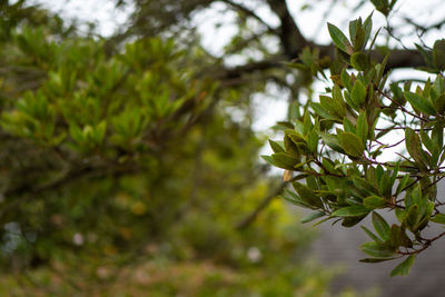 Close-up of fresh green leaves