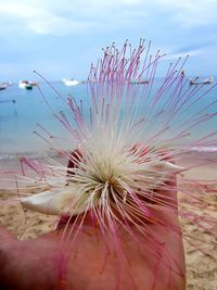 Close-up of pink flower