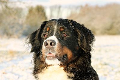 Close-up of bernese mountain dog looking away during winter