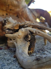 Close-up of animal skull