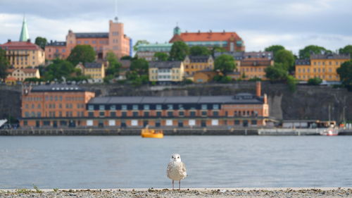 View of seagull by river against buildings in city