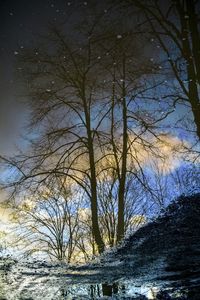 Reflection of bare trees in water