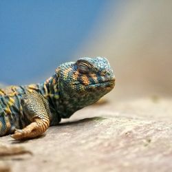 Close-up of lizard on rock