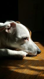 Close-up of dog resting