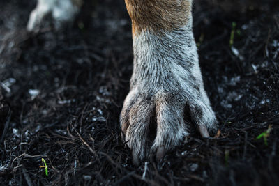High angle view of dog on field