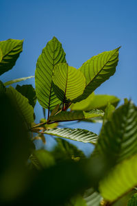 Low view of kratom leaves in the wild forest of west borneo, indonesia