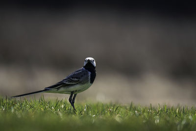 Bird perching on a field