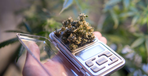 Close-up of hand holding medical cannabis on weight scale