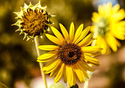 Close-up of sunflower