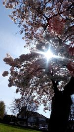 Low angle view of sunlight streaming through tree