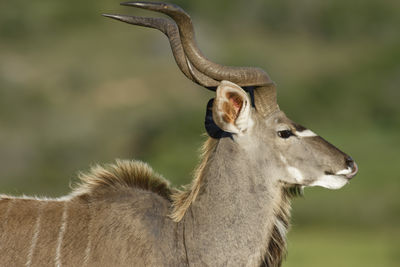 Close-up of greater kudu