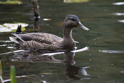 Close-up of duck swimming on lake