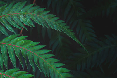 Green leaves of oriental chain ferns in dark tone color as natural pattern background