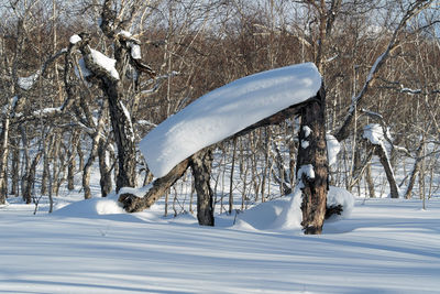 Snow covered tree on field